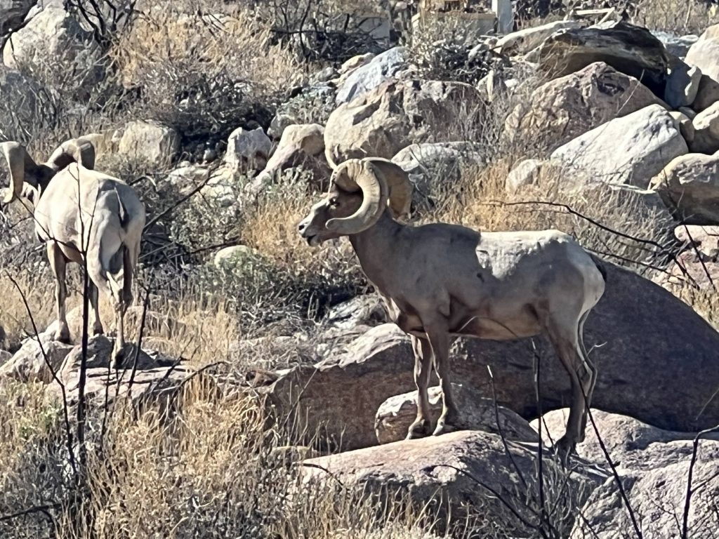 Bighorn Sheep