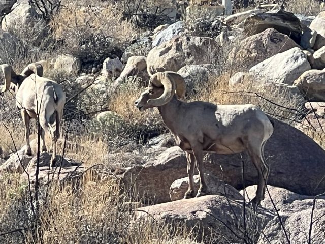 Bighorn Sheep